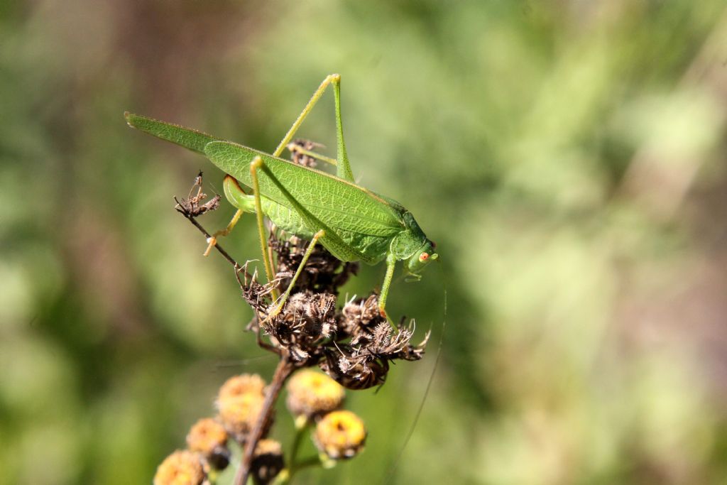 Phaneroptera nana